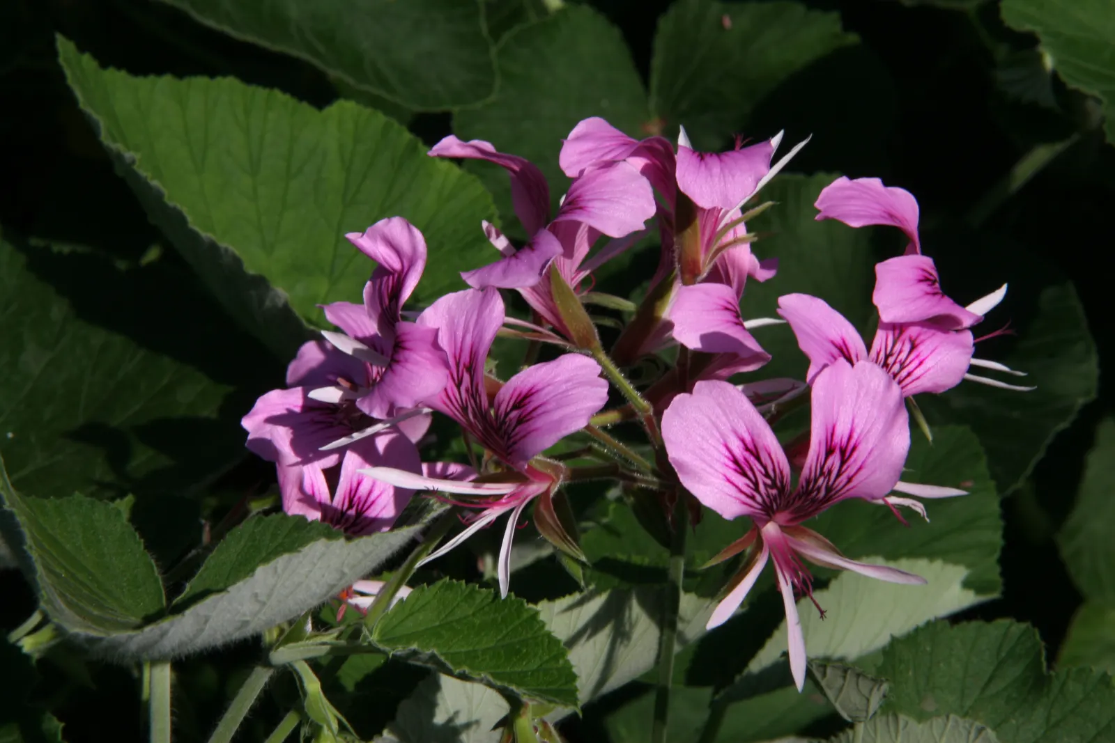 Heartleaf Pelargonium (Pelargonium Cordifolium) — the Heartleaf Geranium thrives in USDA hardiness zones 9 to 11