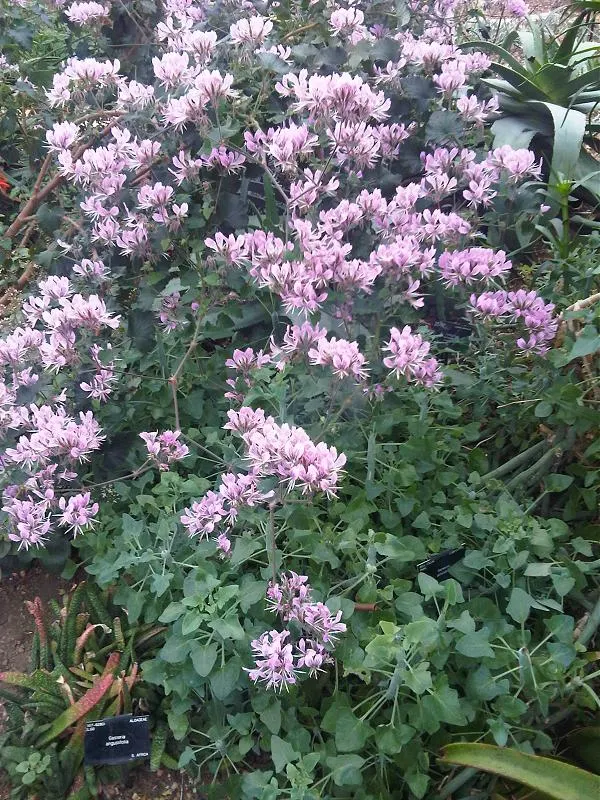 Heartleaf Pelargonium (Pelargonium Cordifolium) — It prefers well-drained soil and can tolerate both full sun and partial shade; emerge during the warmer