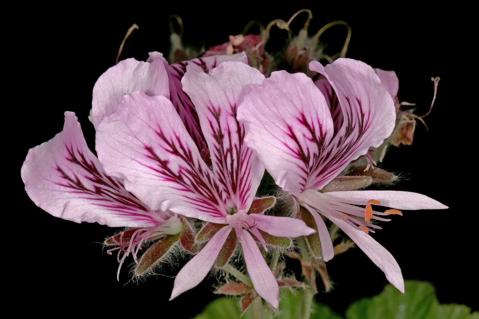Heartleaf Pelargonium (Pelargonium Cordifolium) — deep green with a slightly glossy texture; while it requires regular watering