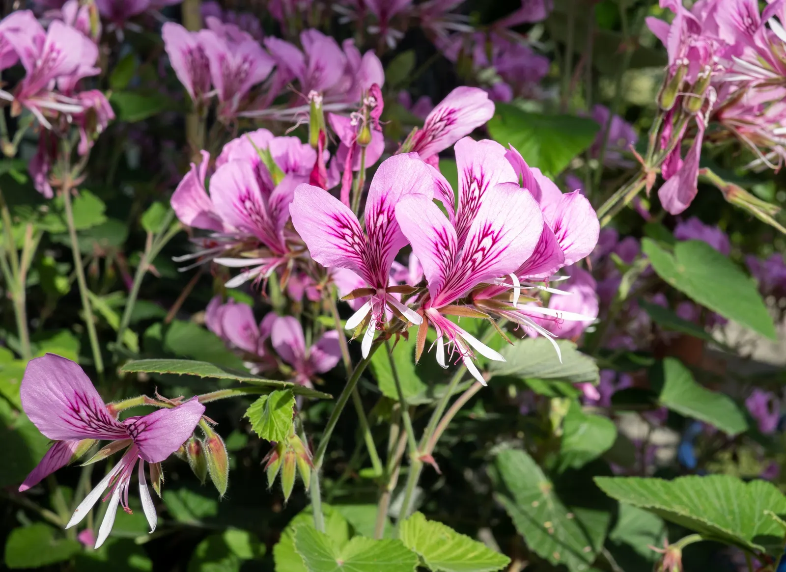 Heartleaf Pelargonium (Pelargonium Cordifolium) — Pruning is advised to maintain shape and promote ventilation