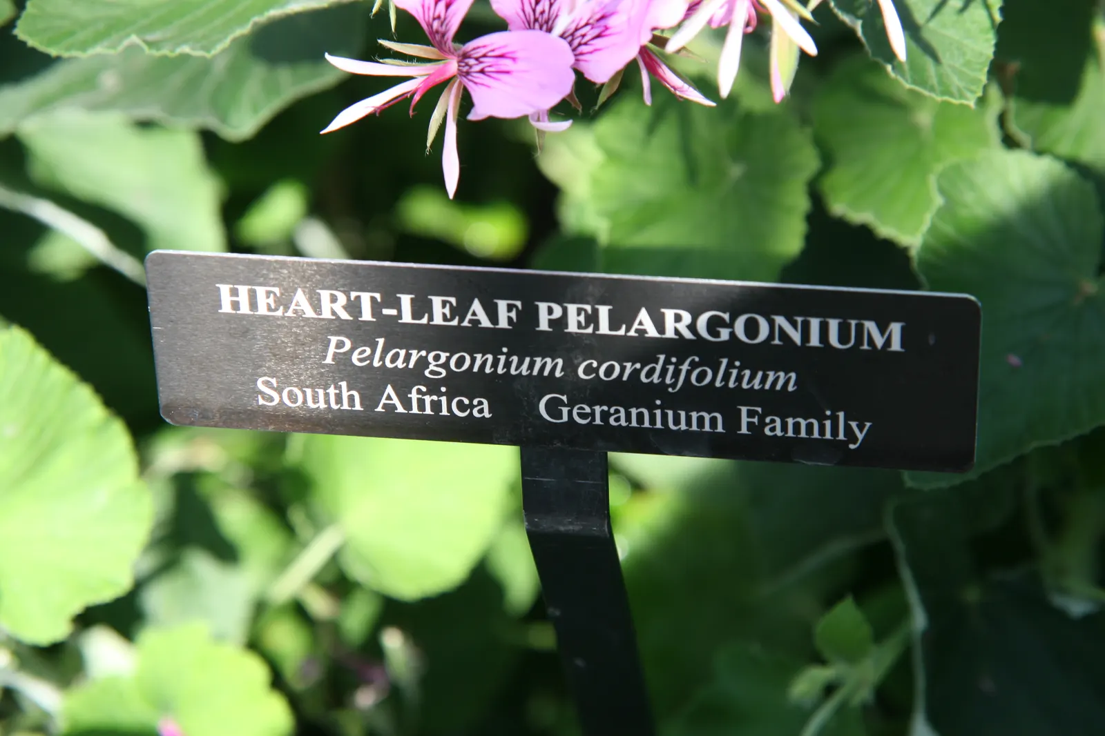 Heartleaf Pelargonium (Pelargonium Cordifolium) — this attractive plant typically reaches heights of 12 to 24 inches with a similar spread