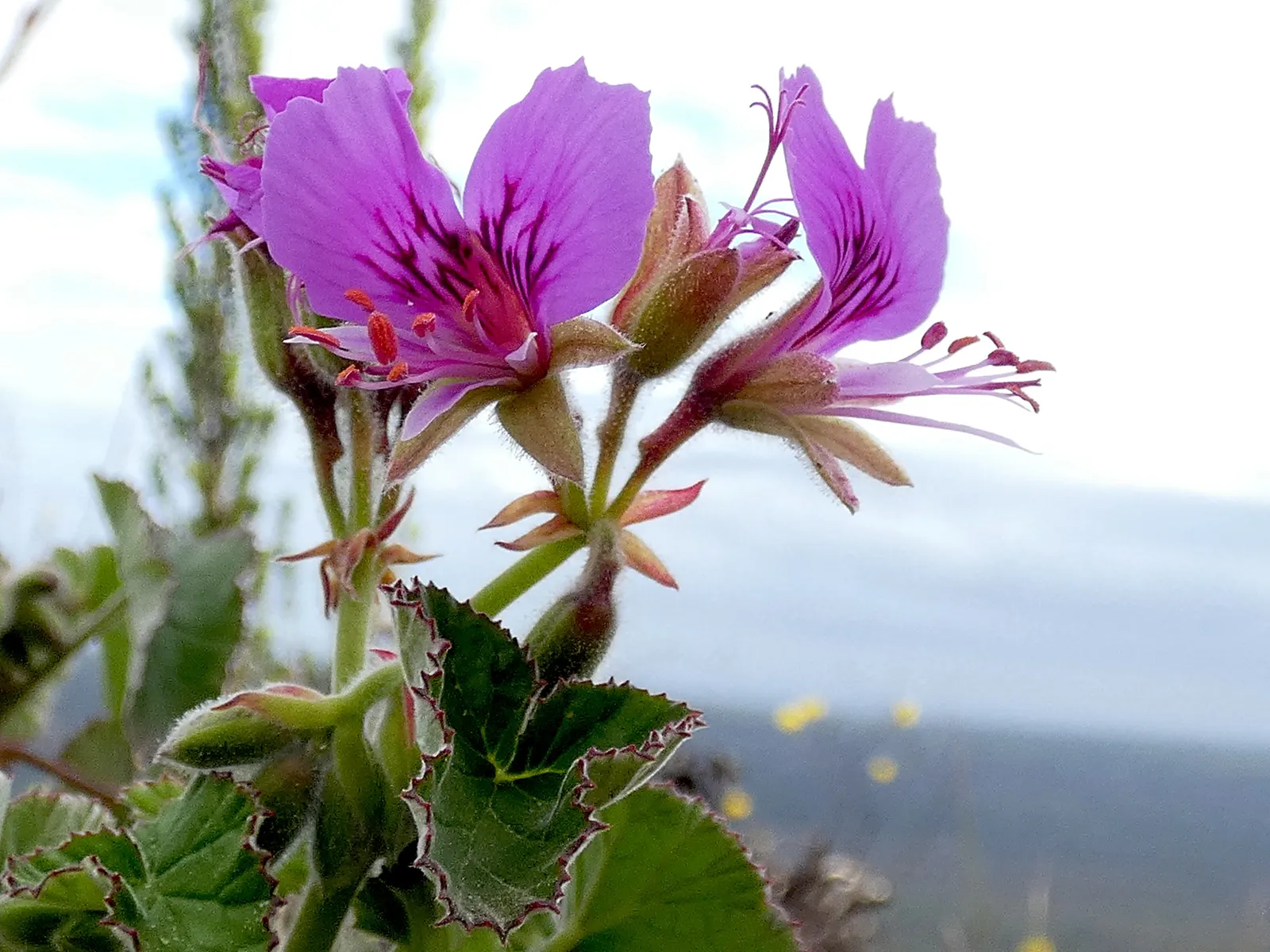Heartleaf Pelargonium (Pelargonium Cordifolium) — care should be taken to avoid waterlogging