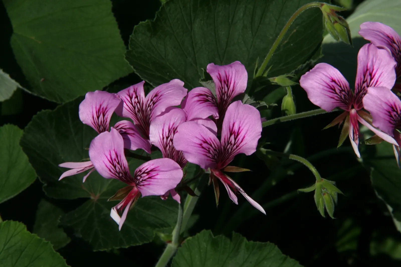 Heartleaf Pelargonium (Pelargonium Cordifolium) — presenting in shades of pink or light purple