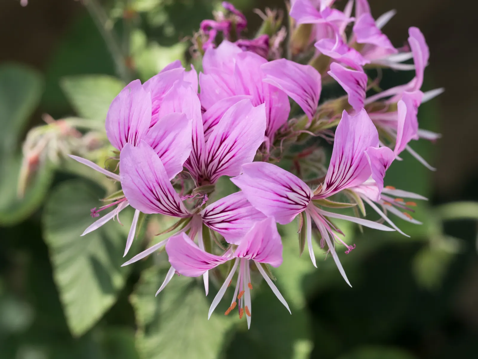 Heartleaf Pelargonium (Pelargonium Cordifolium) — with hues ranging from mauve to pink; lavender and pink flowers in the garden