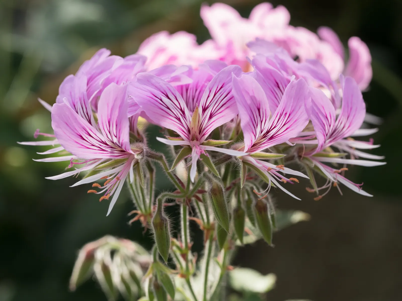 Heartleaf Pelargonium (Pelargonium Cordifolium) — perennial for full or half or shade