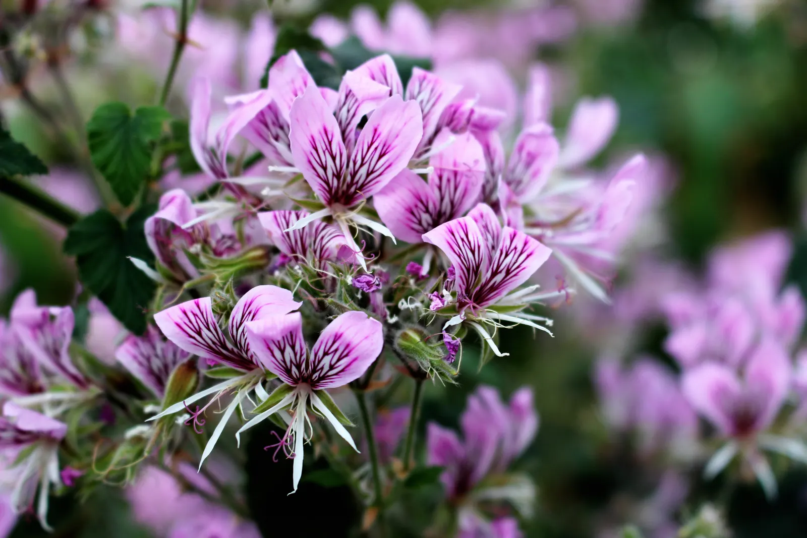 Heartleaf Pelargonium (Pelargonium Cordifolium) — and can reach up to 3 inches in width; perennial for full or half or shade