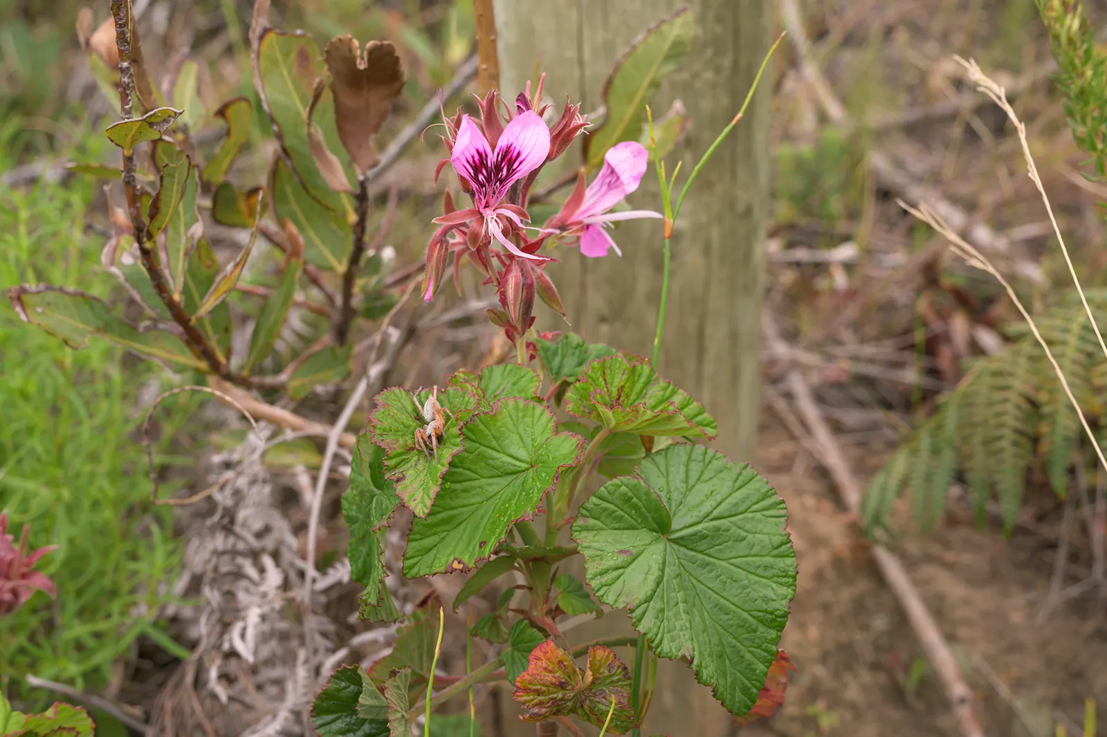 Heartleaf Pelargonium (Pelargonium Cordifolium) — offering a prolonged season of visual interest.<br><br>As an adaptable species