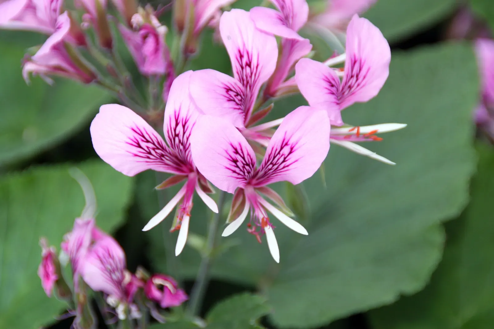 Heartleaf Pelargonium (Pelargonium Cordifolium) — Ideal for USDA zones 9-11, it thrives in well-drained soil and enjoys full sun to partial shade, image 32
