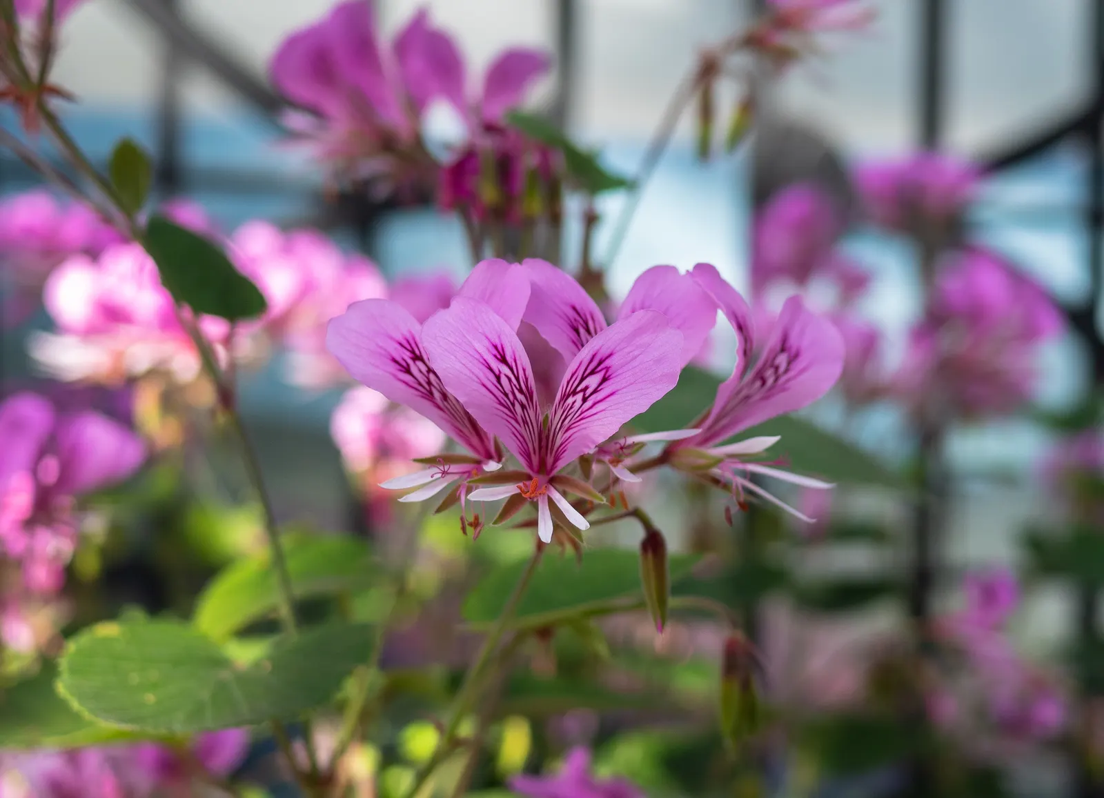 Heartleaf Pelargonium (Pelargonium Cordifolium) — scientifically named Pelargonium cordifolium; perennial with lavender and pink blooms