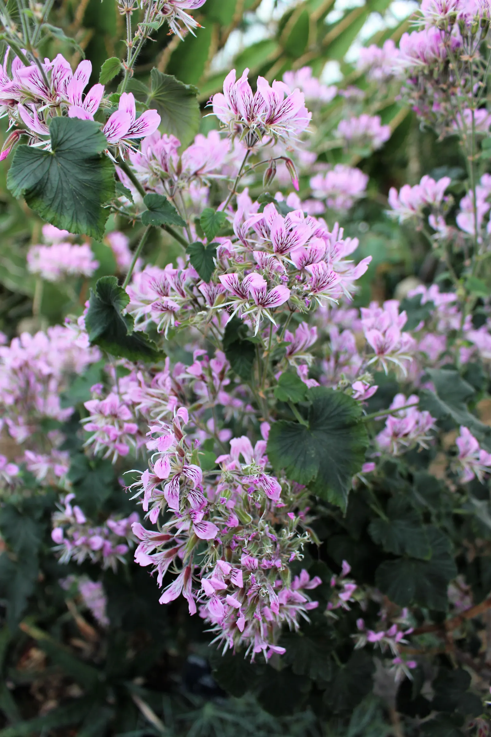 Heartleaf Pelargonium (Pelargonium Cordifolium) — Ideal for USDA zones 9-11, it thrives in well-drained soil and enjoys full sun to partial shade
