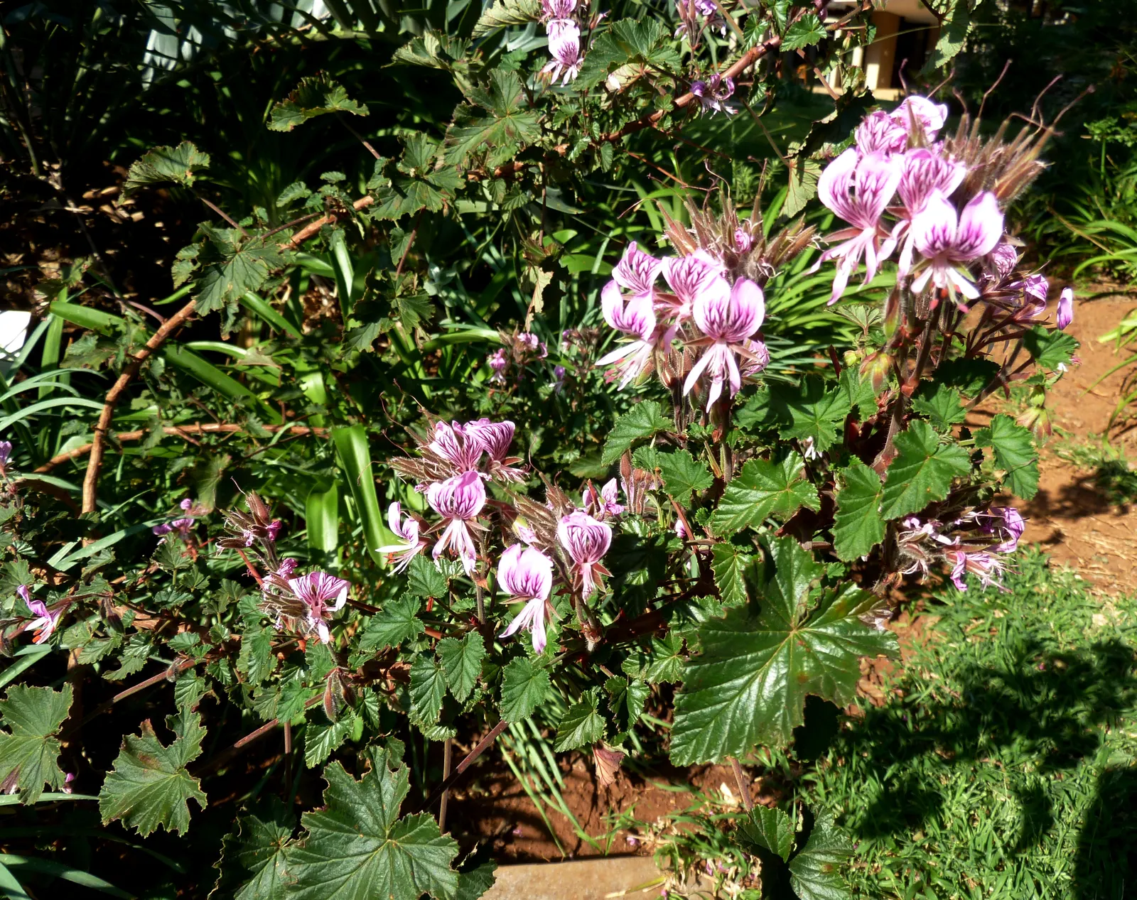 Heartleaf Pelargonium (Pelargonium Cordifolium) — boasting clusters of delicate star-shaped flowers; it prefers well-drained soil and can tolerate both full