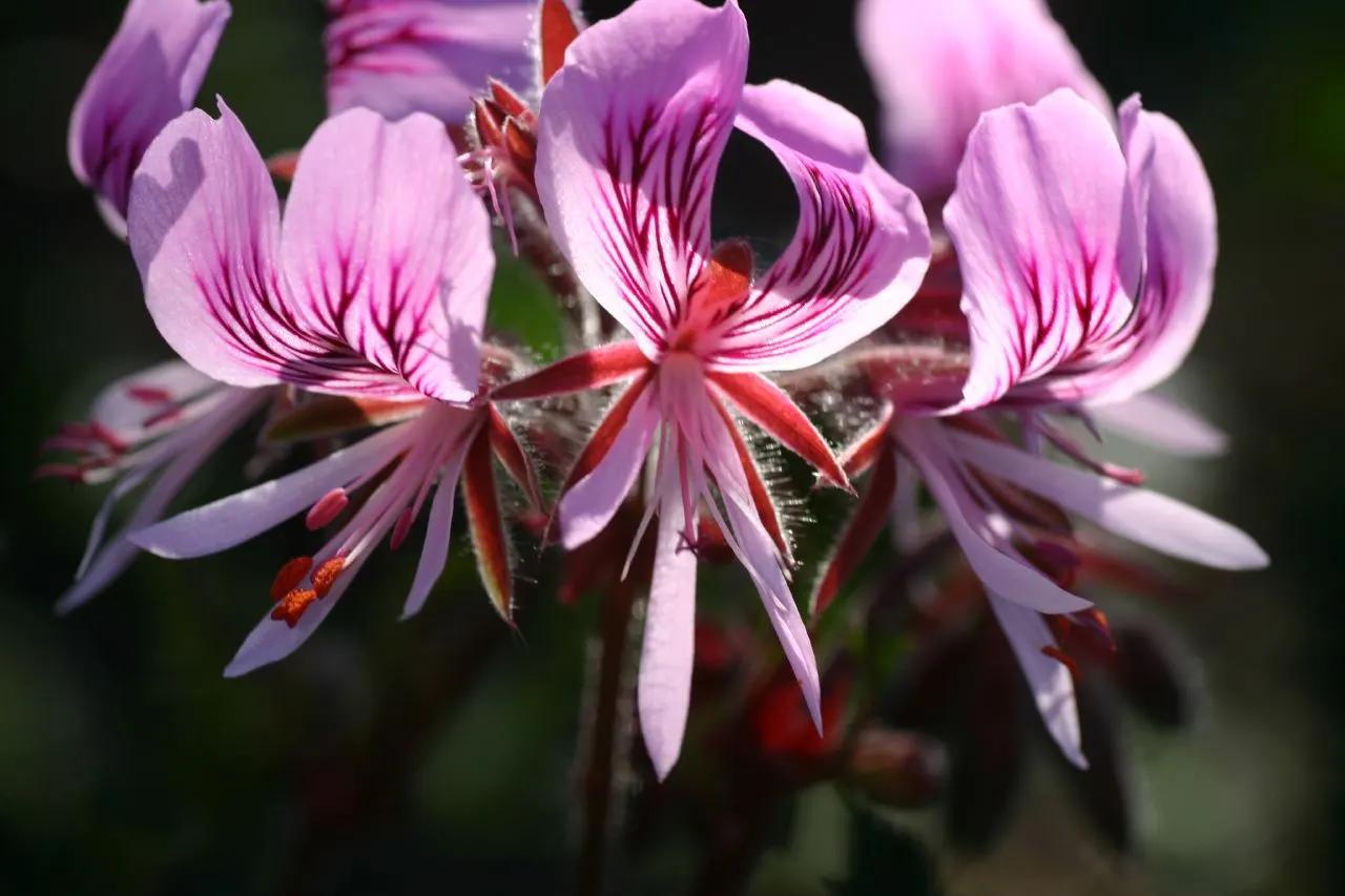 Heartleaf Pelargonium (Pelargonium Cordifolium) — presenting in shades of pink or light purple, image 41