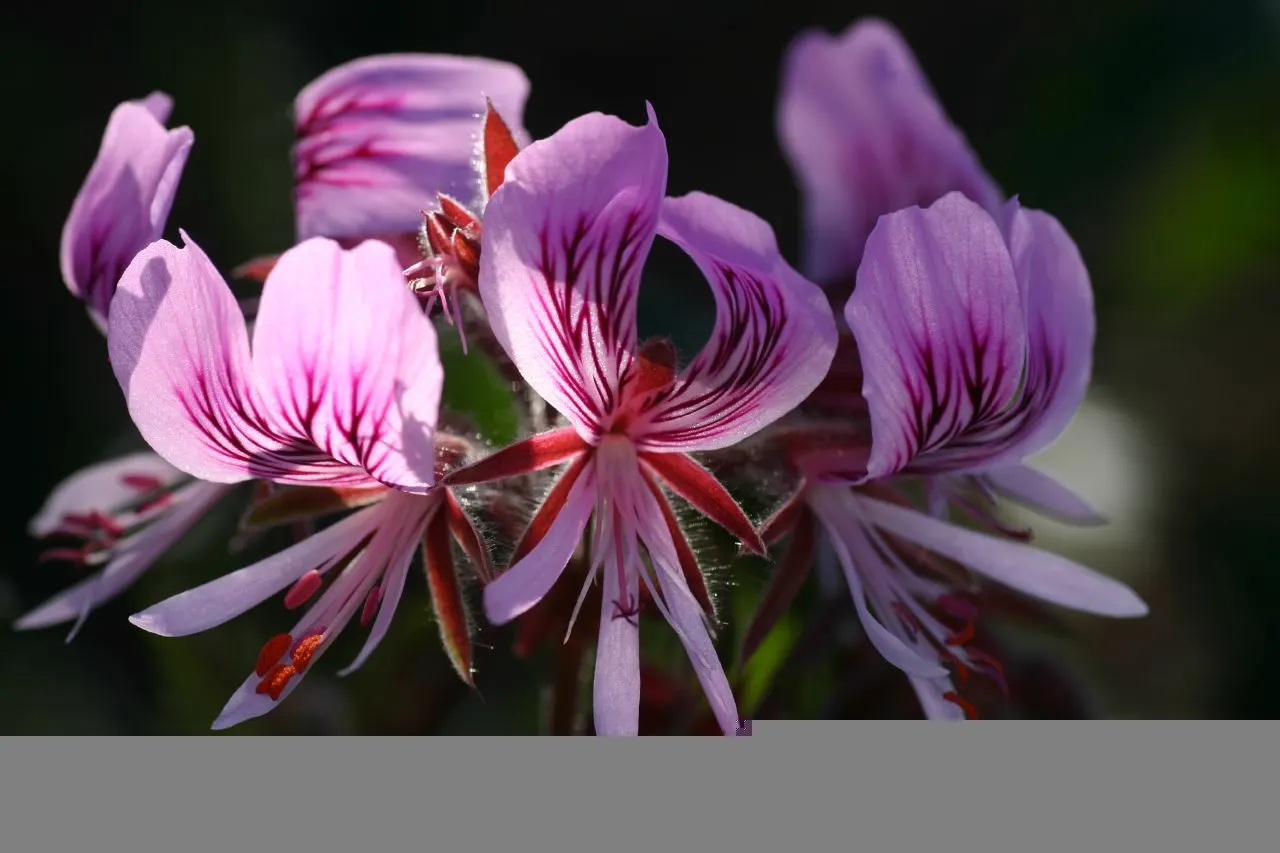 Heartleaf Pelargonium (Pelargonium Cordifolium) — care should be taken to avoid waterlogging; boasting a compact growth habit