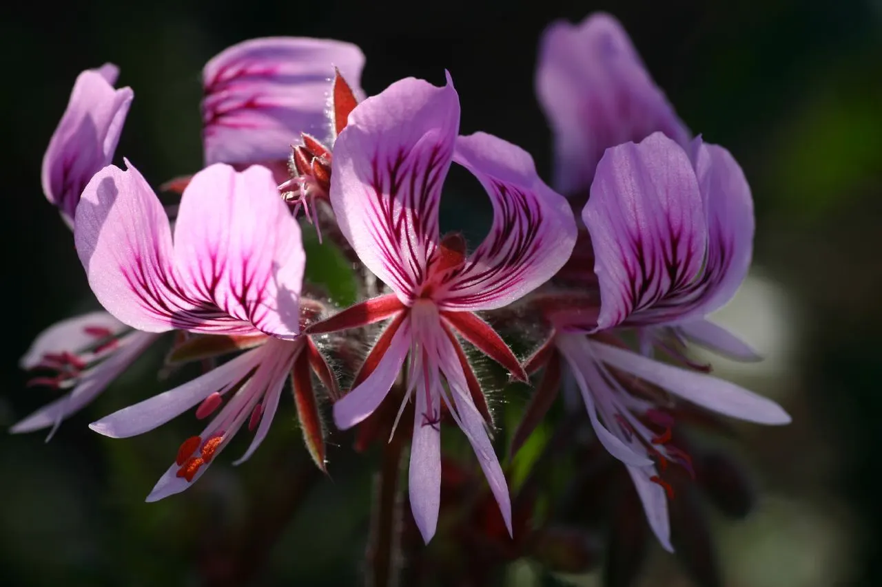 Heartleaf Pelargonium (Pelargonium Cordifolium) — scientifically named Pelargonium cordifolium