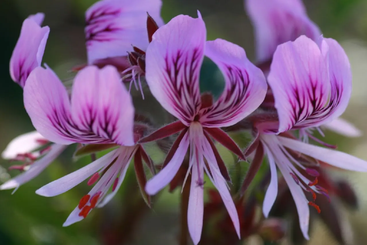 Heartleaf Pelargonium (Pelargonium Cordifolium) — Prune regularly to maintain shape and encourage lush growth