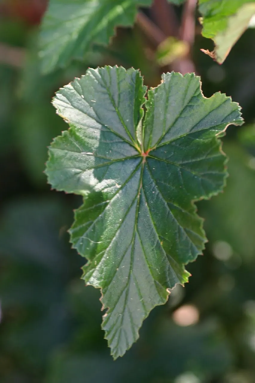 Heartleaf Pelargonium (Pelargonium Cordifolium) — offering a prolonged season of visual interest.<br><br>As an adaptable species; features velvety heart-shaped