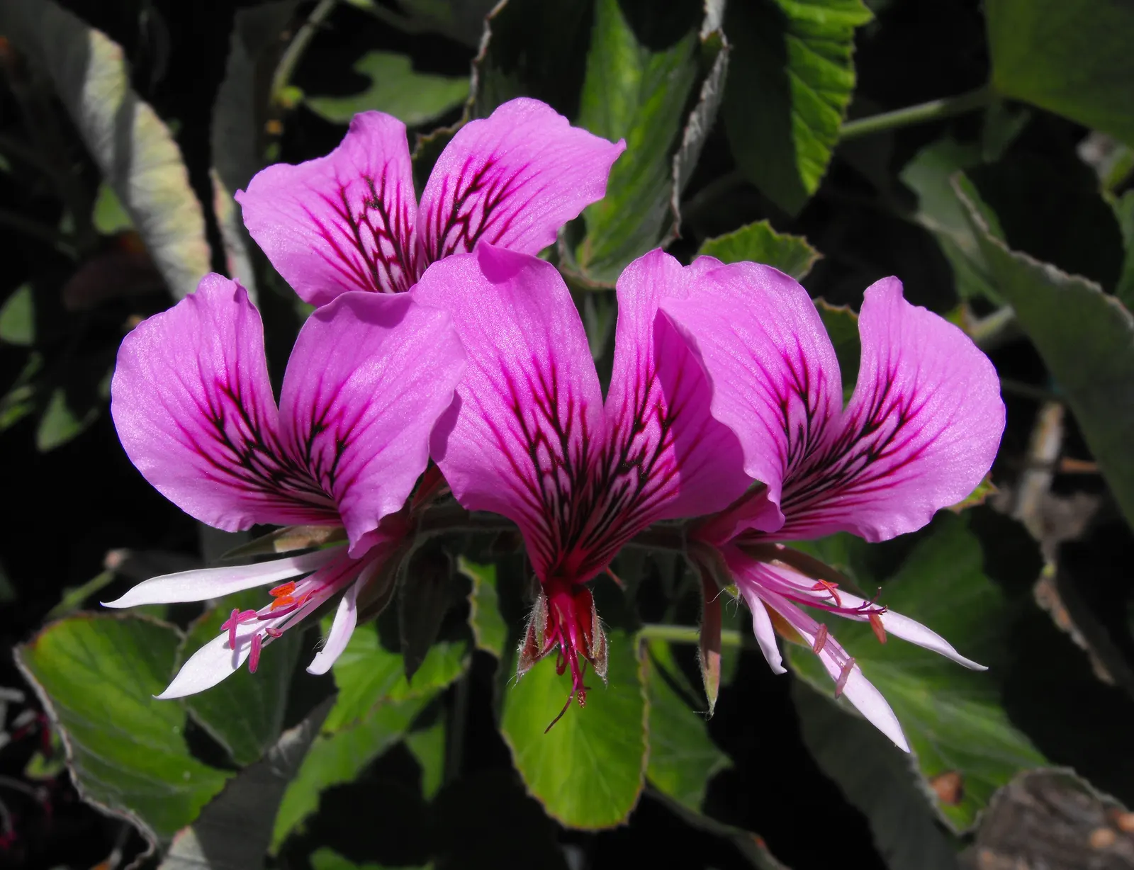 Heartleaf Pelargonium (Pelargonium Cordifolium) — this attractive plant typically reaches heights of 12 to 24 inches with a similar spread; the foliage