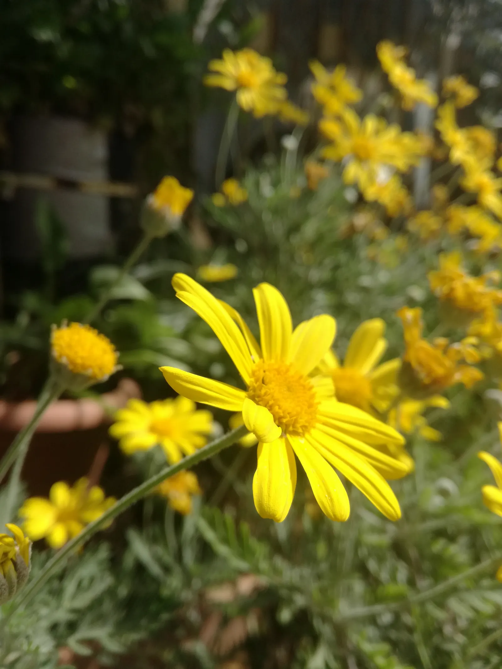 Yellow Marguerite Daisy (Argyranthemum Frutescens 'Yellow') — Thriving in full sun, it reaches up to 3 feet in height and 2 feet in width