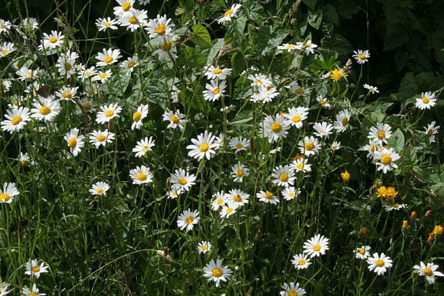 Yellow Marguerite Daisy (Argyranthemum Frutescens 'Yellow') — commonly known as Yellow Marguerite Daisy