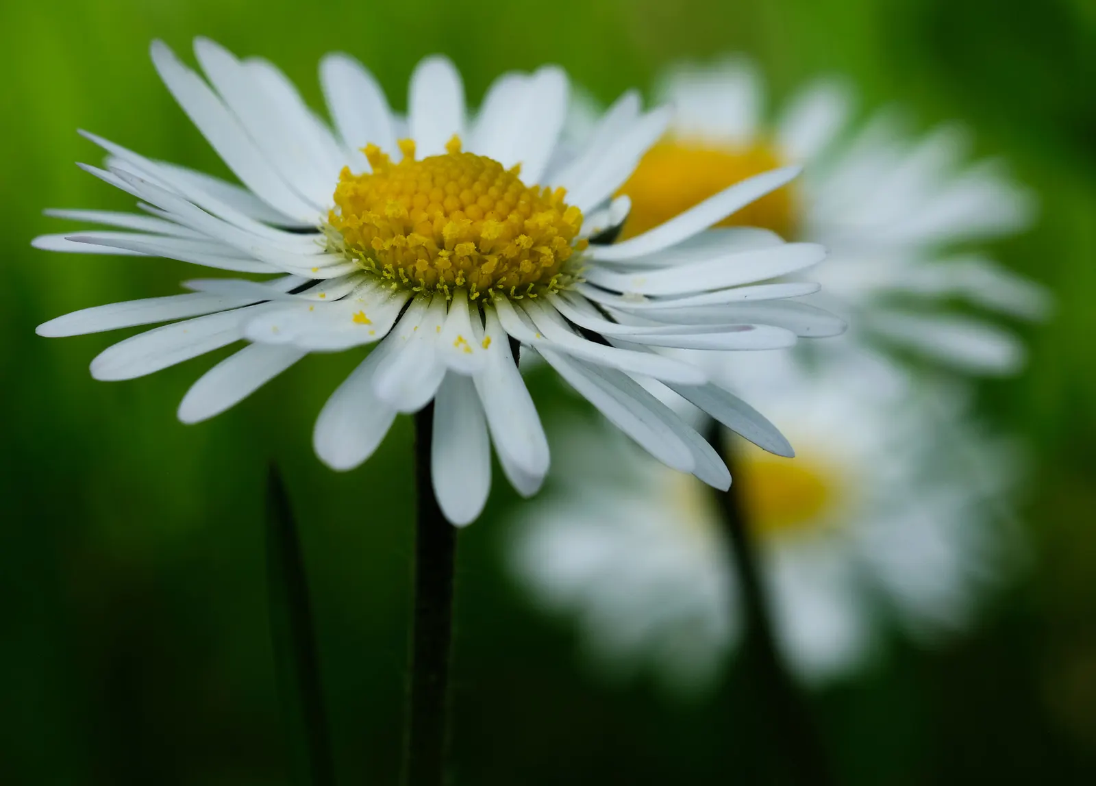 Yellow Marguerite Daisy (Argyranthemum Frutescens 'Yellow') — This bushy, mounding plant adds a pop of color to borders and is ideal for containers