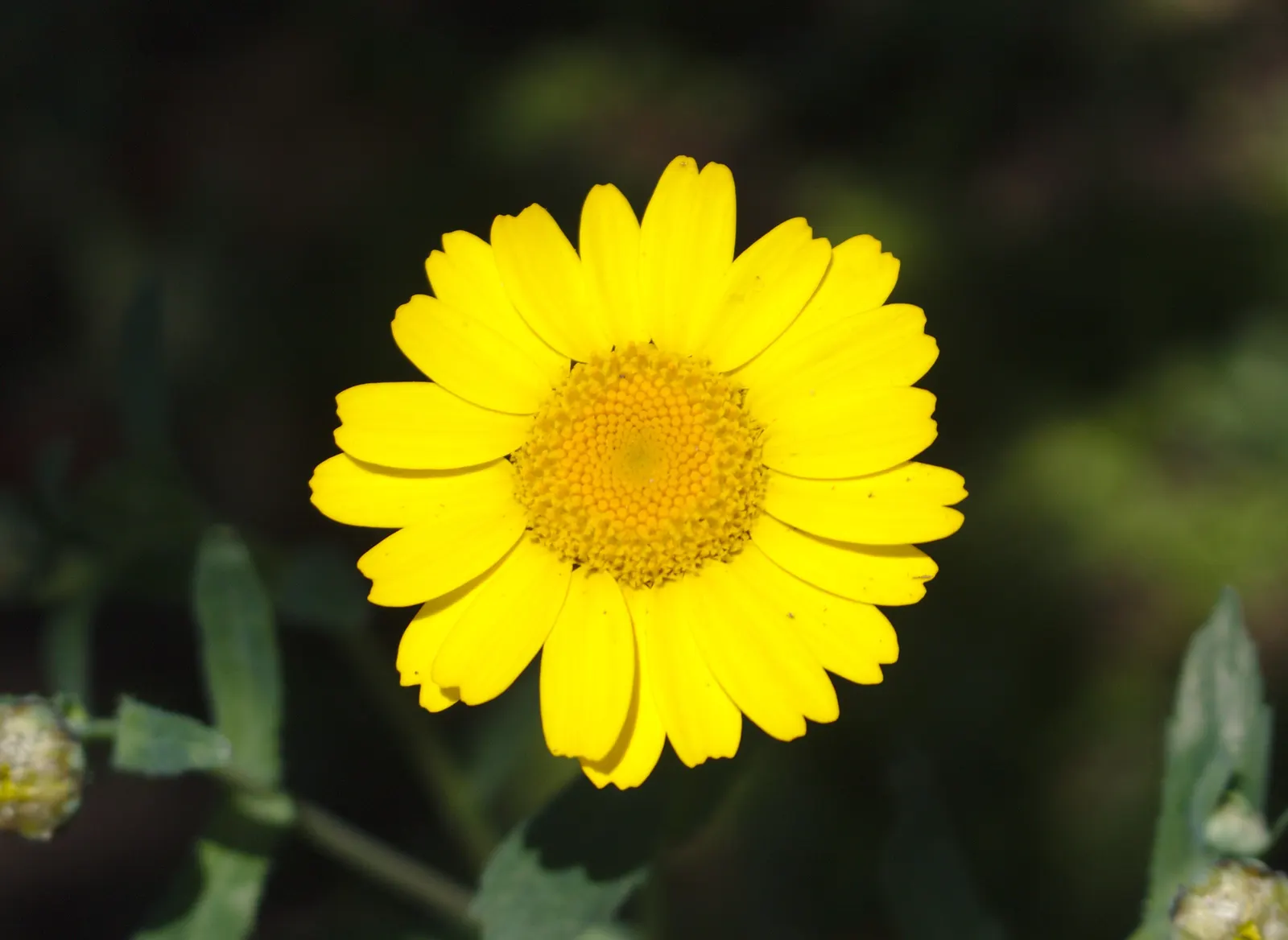 Yellow Marguerite Daisy (Argyranthemum Frutescens 'Yellow') — it blooms profusely from late spring until the first frosts of fall