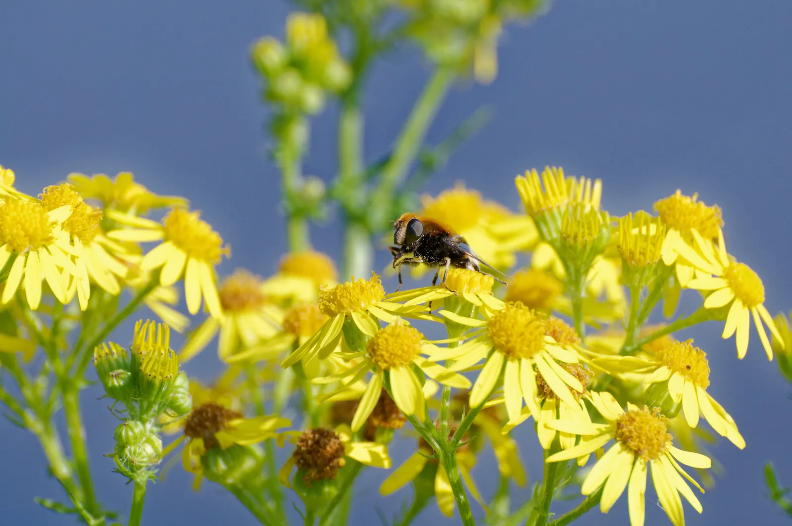 Yellow Marguerite Daisy (Argyranthemum Frutescens 'Yellow') — is a vibrant perennial boasting prolific
