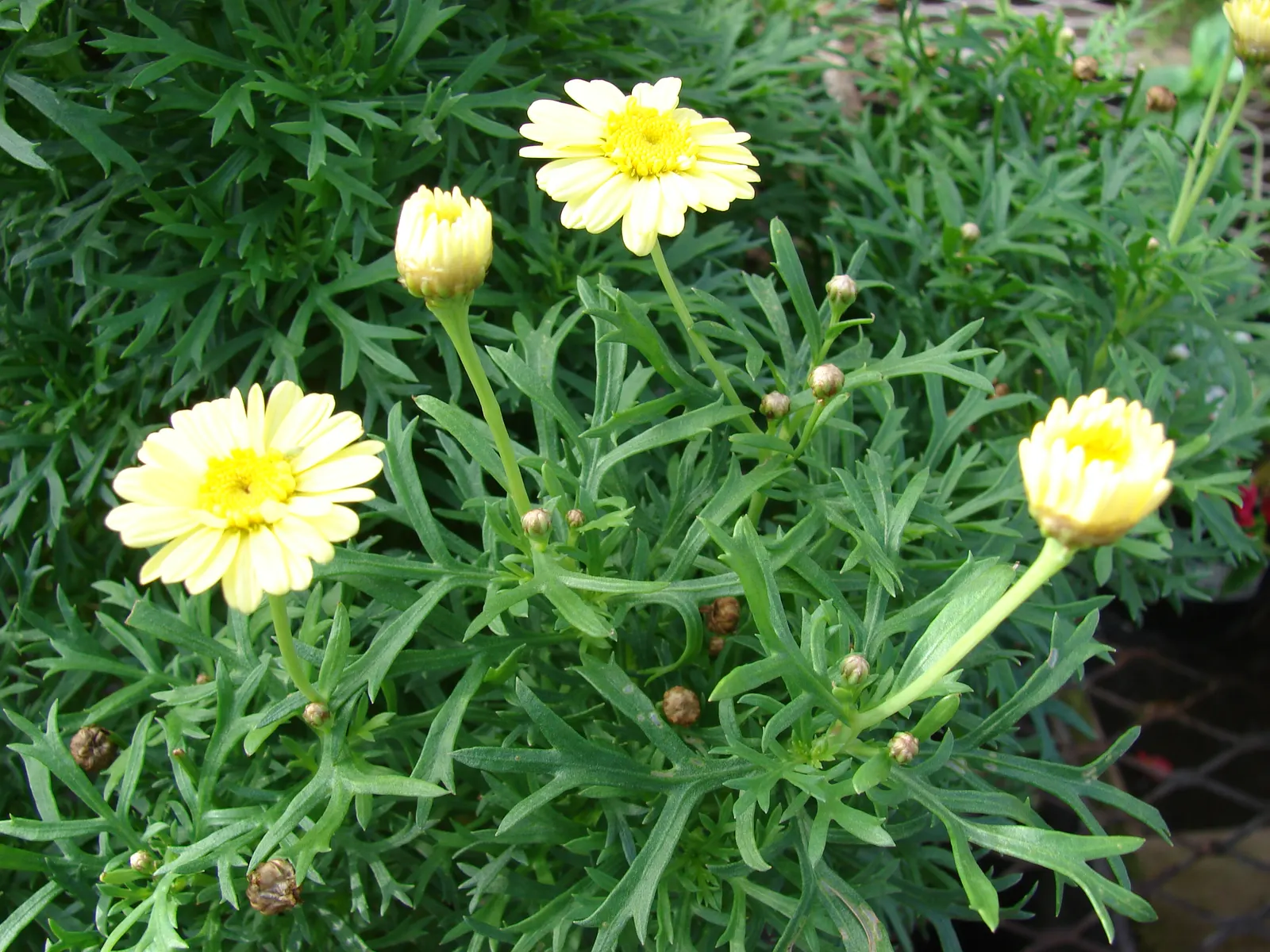 Yellow Marguerite Daisy (Argyranthemum Frutescens 'Yellow') — providing a long-lasting display of cheerfulness in your garden