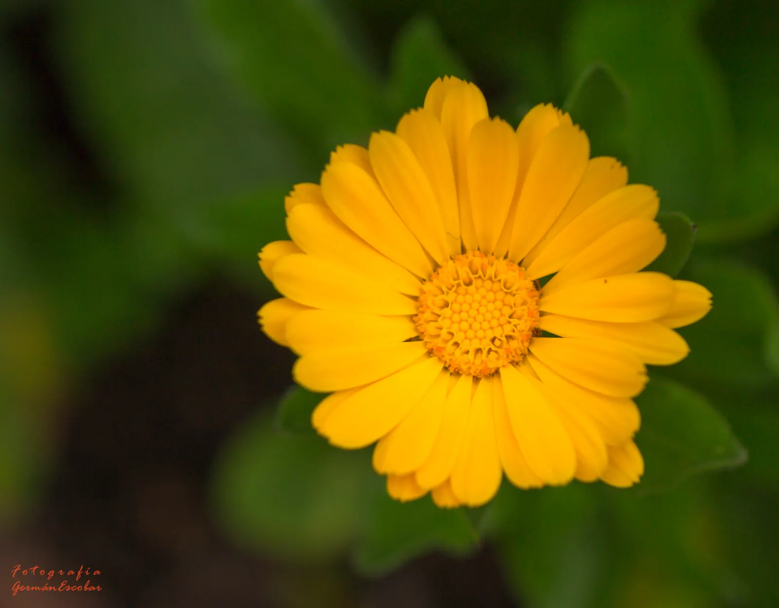 Yellow Marguerite Daisy (Argyranthemum Frutescens 'Yellow') — Regular deadheading promotes continuous blooming