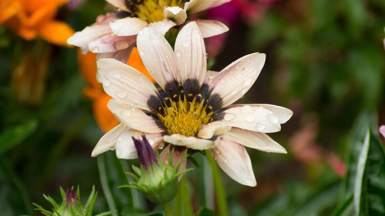 Yellow Marguerite Daisy (Argyranthemum Frutescens 'Yellow') — Renowned for its bright yellow daisy-like flowers