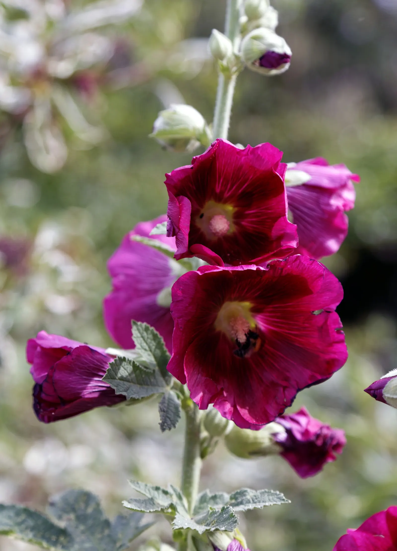 Cerise Hollyhock (Alcea Rosea 'Cerise' Halo Series) — The Alcea rosea 'Cerise' of the Halo Series is a striking perennial