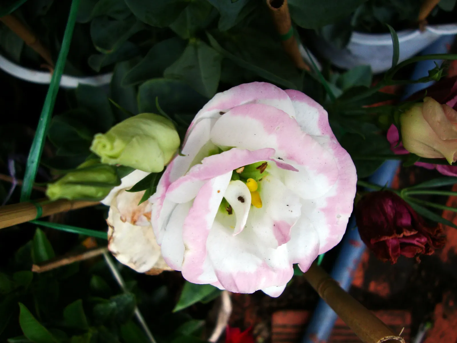 Lisianthus (Eustoma Grandiflorum) — Originating from warm regions of the American South; wide-ranging color palette encompassing pastels to deep, image 51