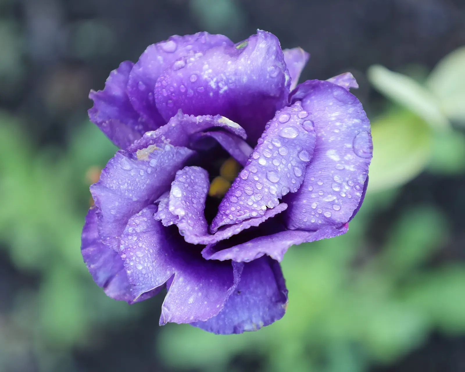 Lisianthus (Eustoma Grandiflorum) — adding a touch of flair from early summer through the first frost