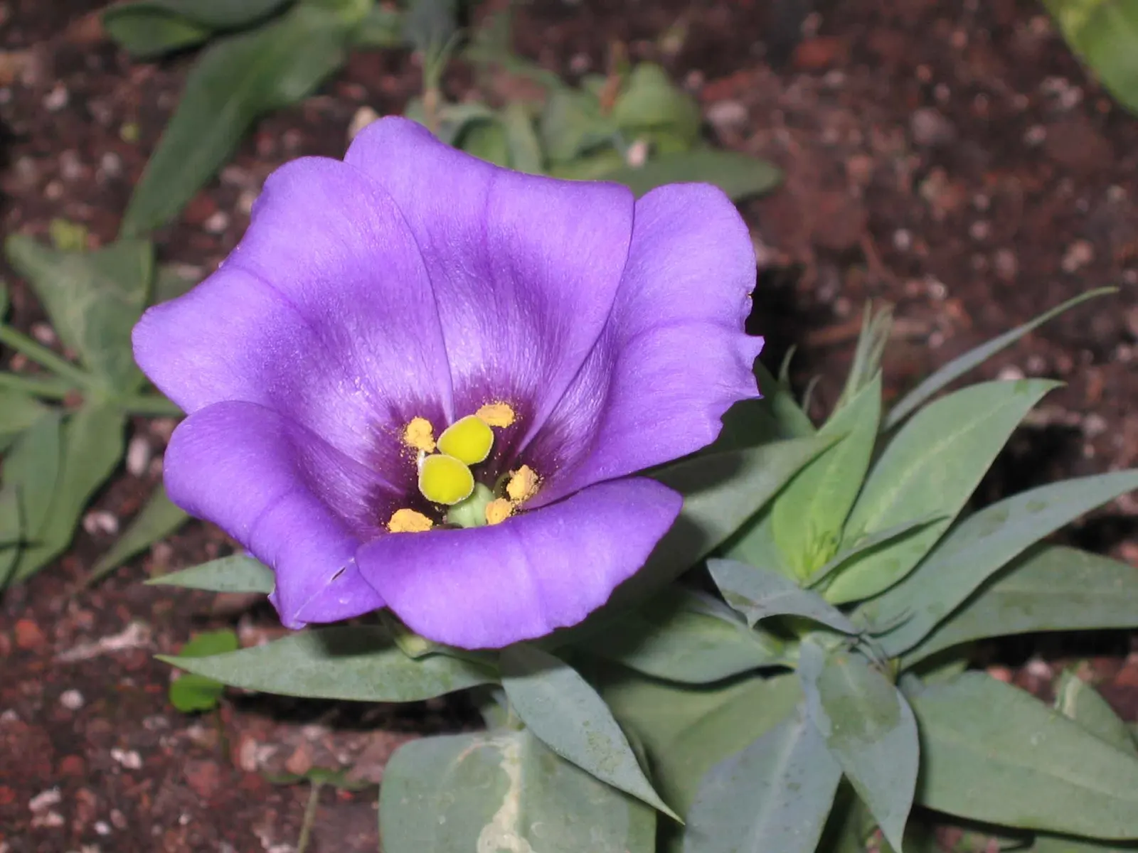 Lisianthus (Eustoma Grandiflorum) — requiring a minimum of six hours of direct sunlight daily; resembling a more delicate form of a rose, image 55