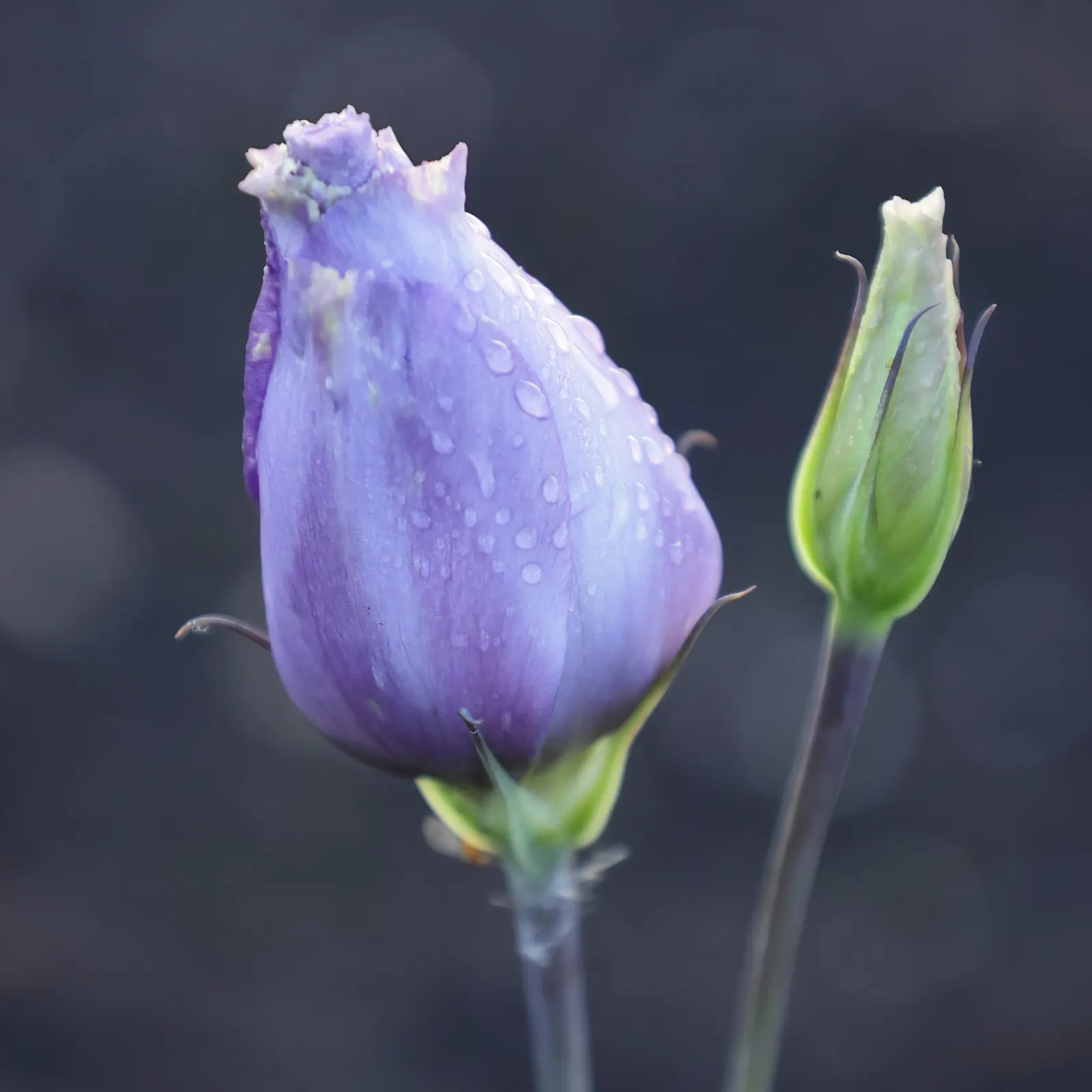 Lisianthus (Eustoma Grandiflorum) — regular deadheading will promote continued blooming and robust growth throughout the season; blue and pink and purple and