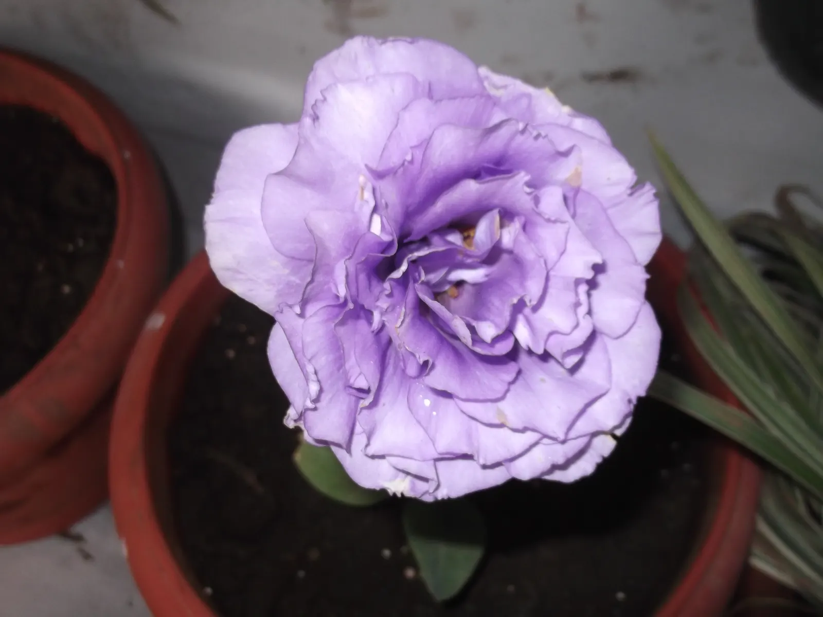 Lisianthus (Eustoma Grandiflorum) — and can be single or double; boasting a vase life that can extend beyond two weeks, image 78