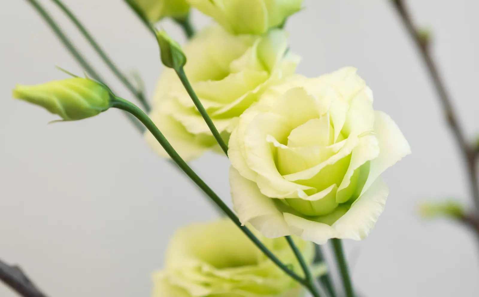Lisianthus (Eustoma Grandiflorum) — resembling a more delicate form of a rose; the Lisianthus can reach heights of up to 24 inches with a spread of about 12