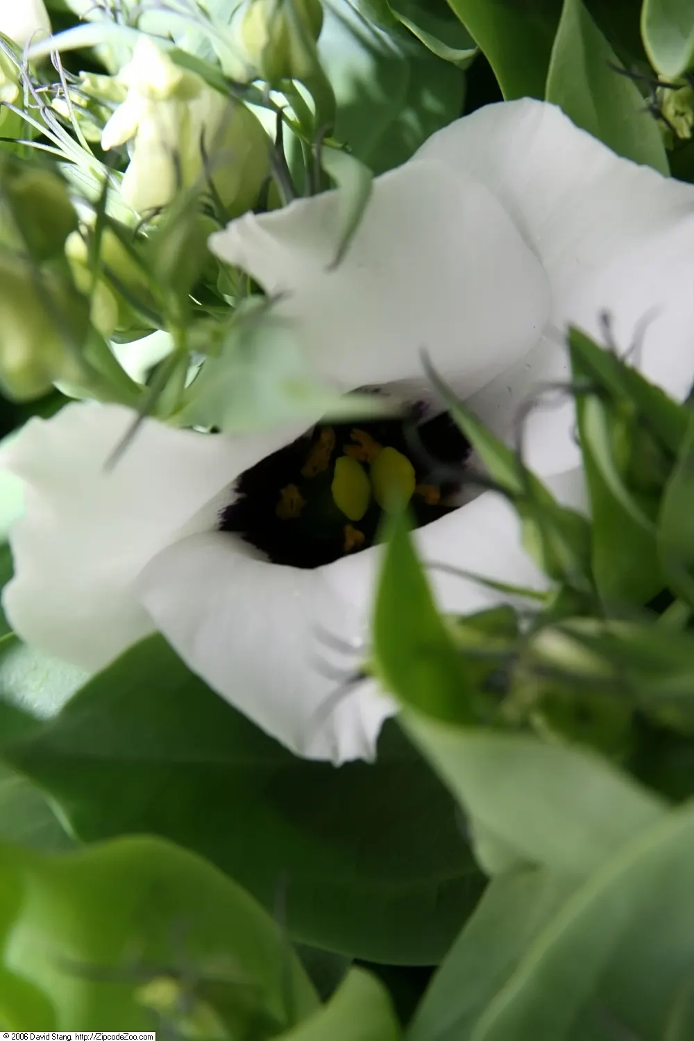Lisianthus (Eustoma Grandiflorum) — heralds elegance with its lush; preferring full sun, this perennial (often grown as an annual) graces gardens with a long