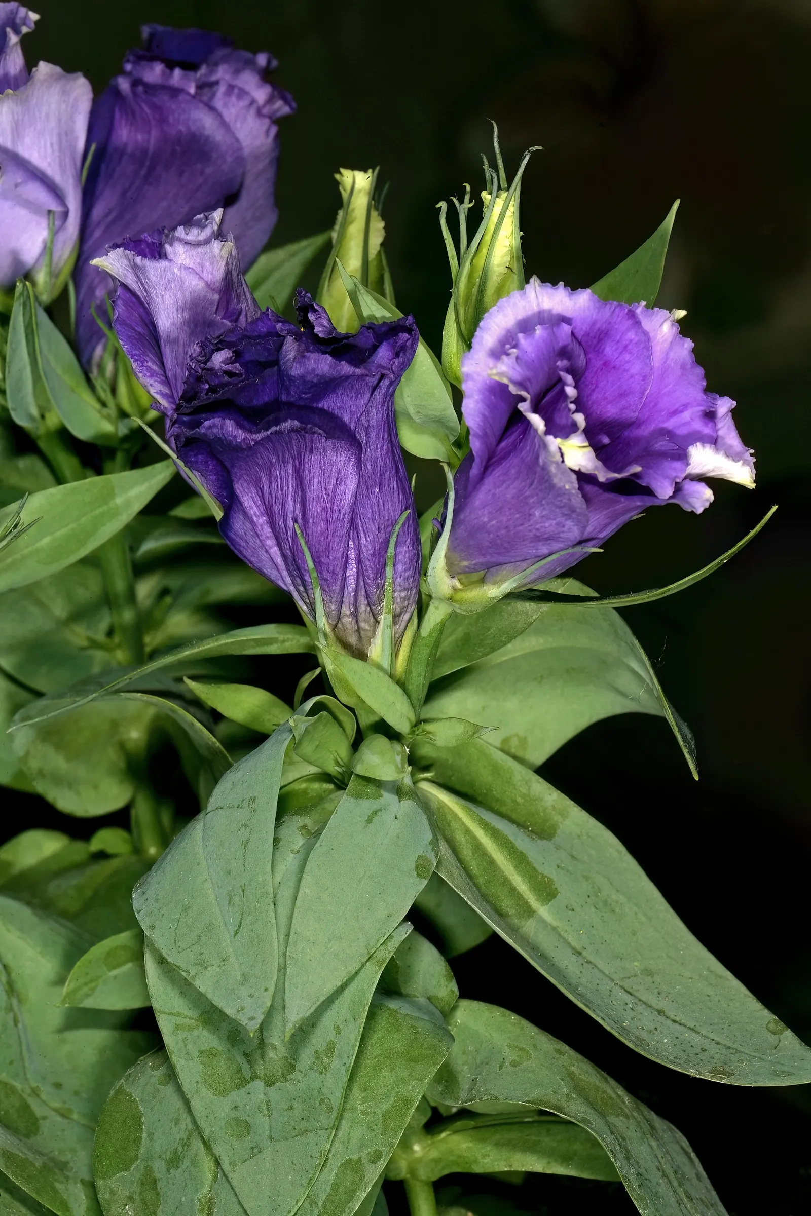 Lisianthus (Eustoma Grandiflorum) — The plant flourishes in full sun; heralds elegance with its lush