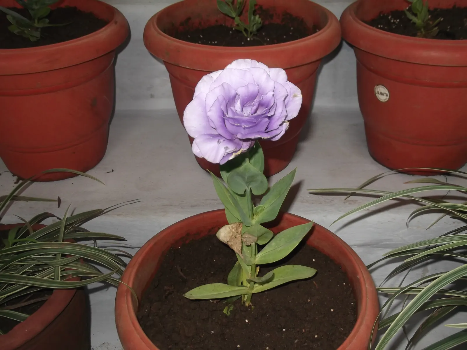 Lisianthus (Eustoma Grandiflorum) — resembling a more delicate form of a rose; the Lisianthus can reach heights of up to 24 inches with a spread of, image 52