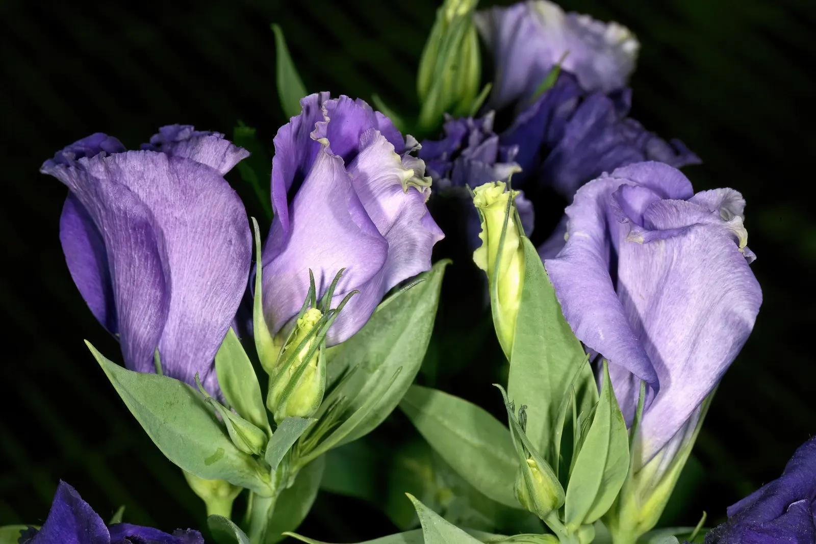Lisianthus (Eustoma Grandiflorum) — and can be single or double; boasting a vase life that can extend beyond two weeks, image 56