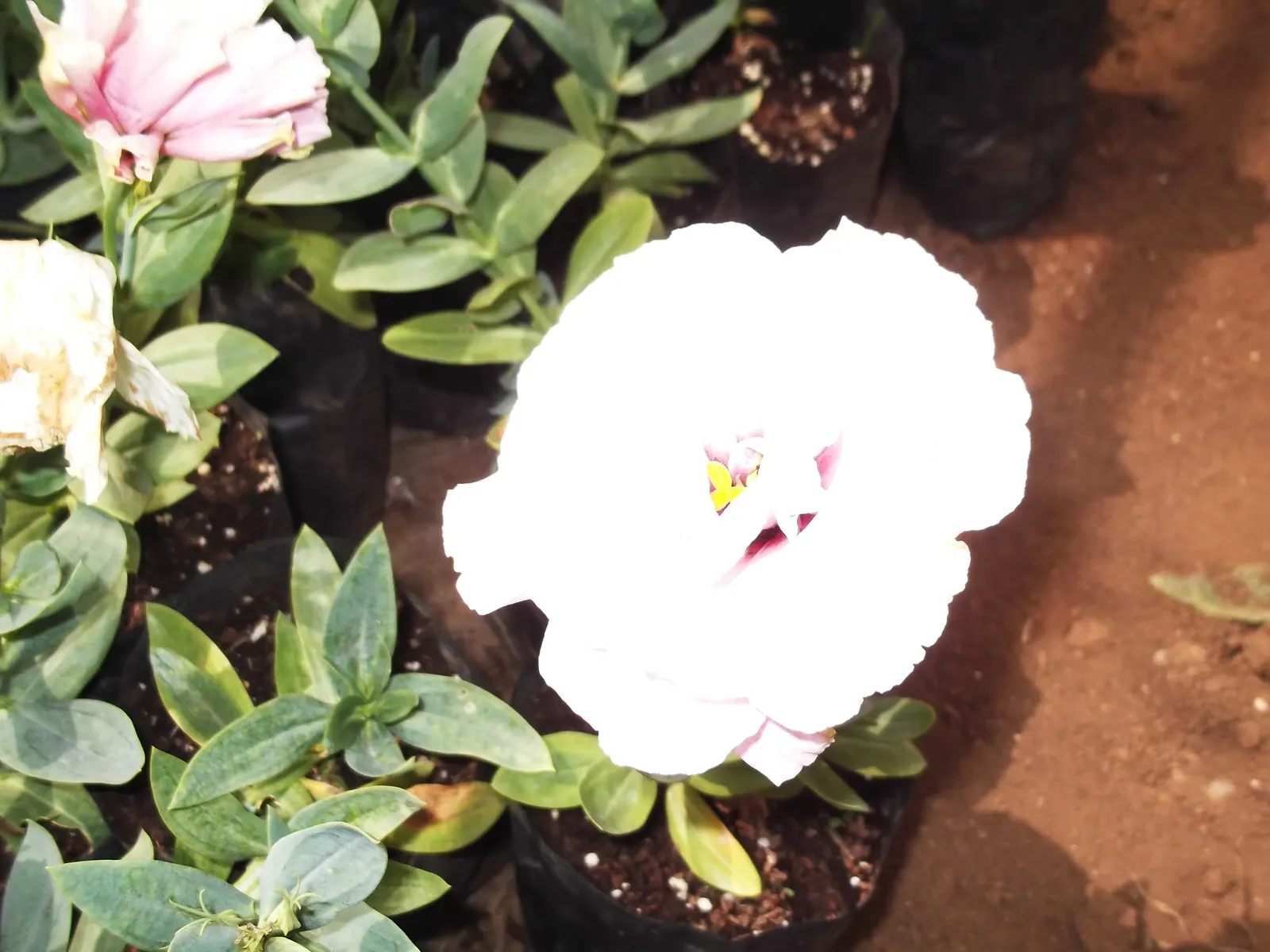Lisianthus (Eustoma Grandiflorum) — heralds elegance with its lush