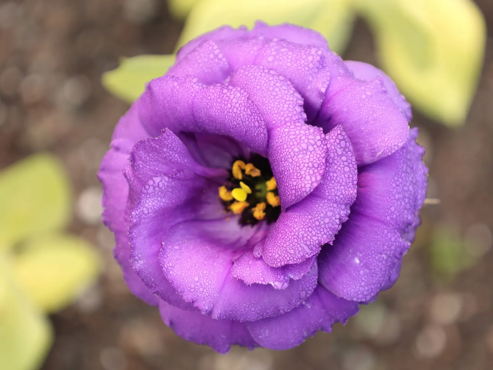 Lisianthus (Eustoma Grandiflorum) — water regularly to maintain moist soil but avoid overwatering as this plant is susceptible to root rot; scientifically