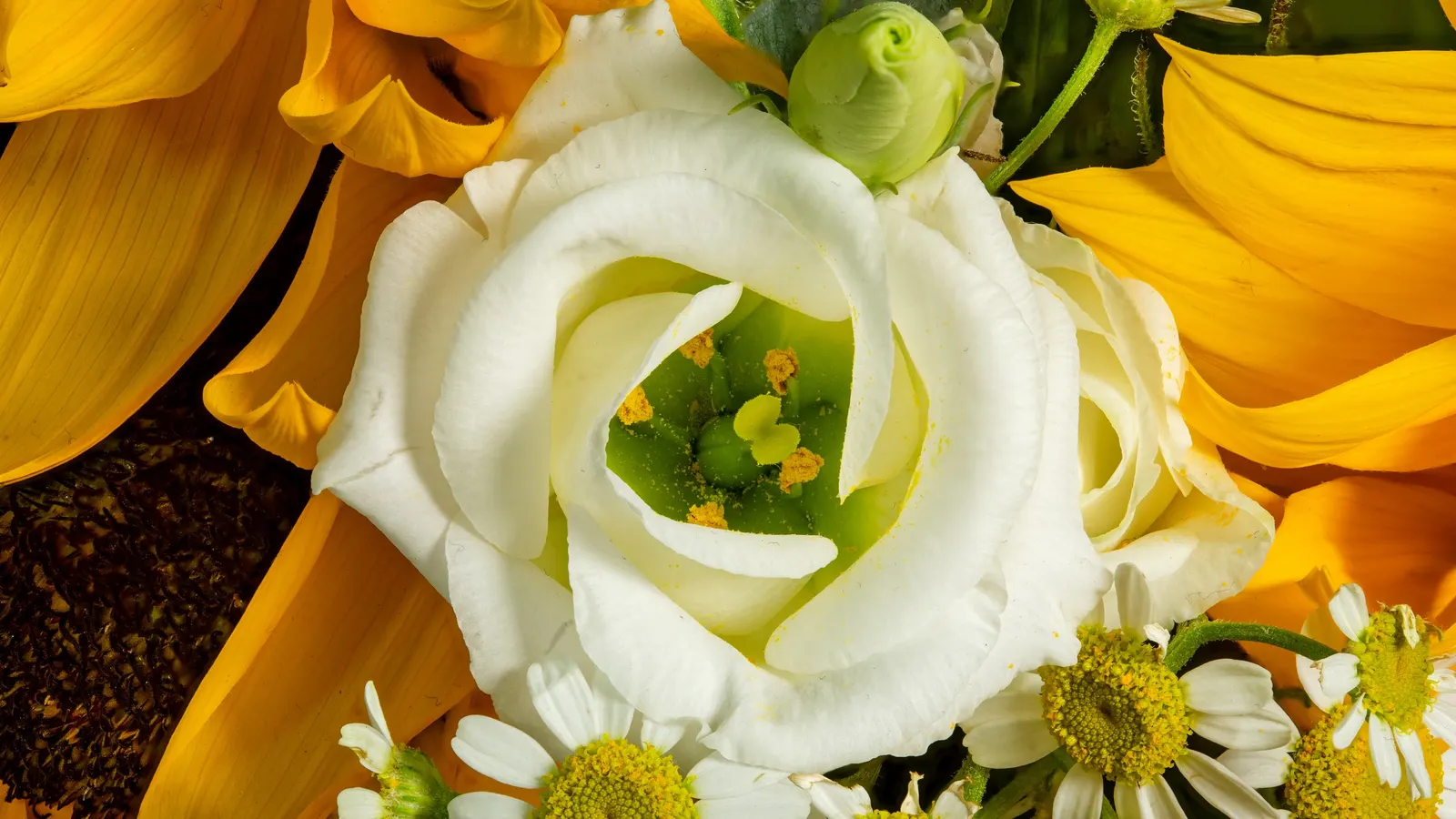 Lisianthus (Eustoma Grandiflorum) — boasting a vase life that can extend beyond two weeks