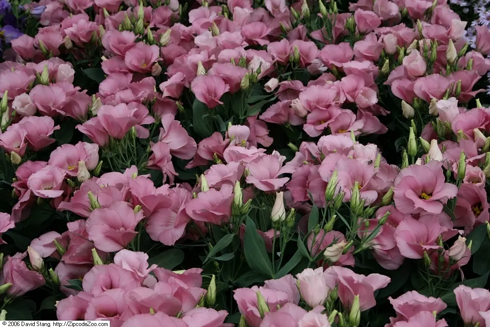 Lisianthus (Eustoma Grandiflorum) — resembling a more delicate form of a rose; the Lisianthus can reach heights of up to 24 inches with a spread of, image 74