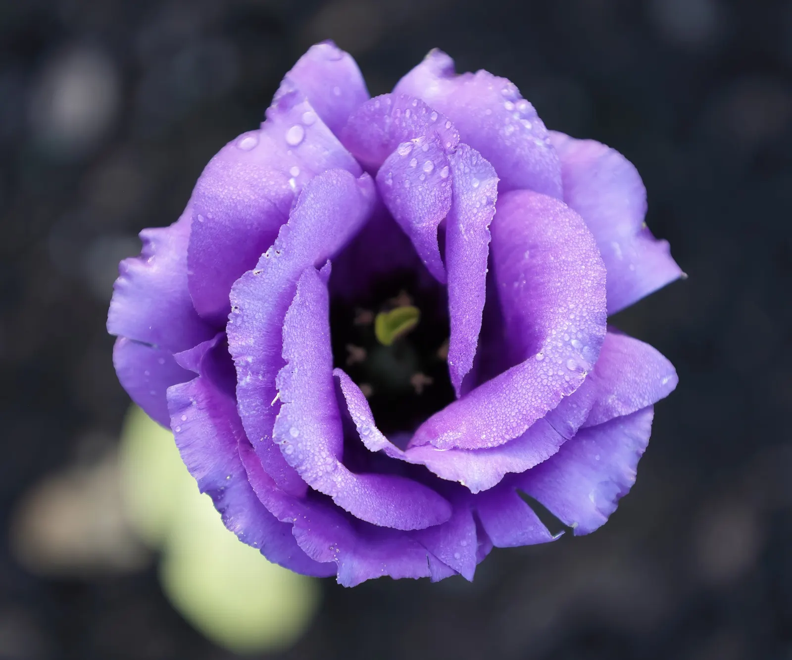 Lisianthus (Eustoma Grandiflorum) — the Lisianthus can reach heights of up to 24 inches with a spread of about 12 inches; ensuring their role as a, image 75