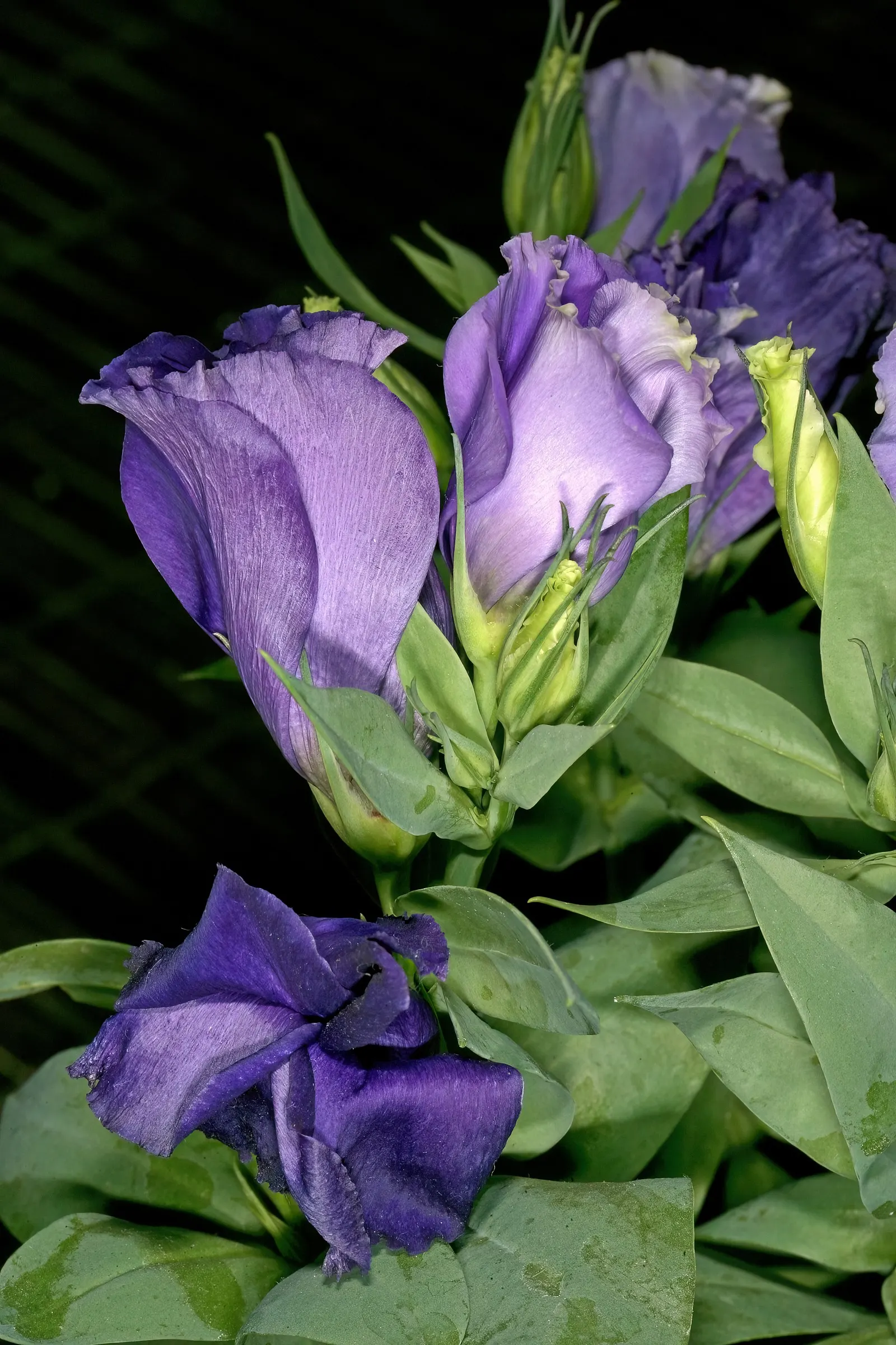 Lisianthus (Eustoma Grandiflorum) — adding a touch of flair from early summer through the first frost; annual / biennial for full, image 57