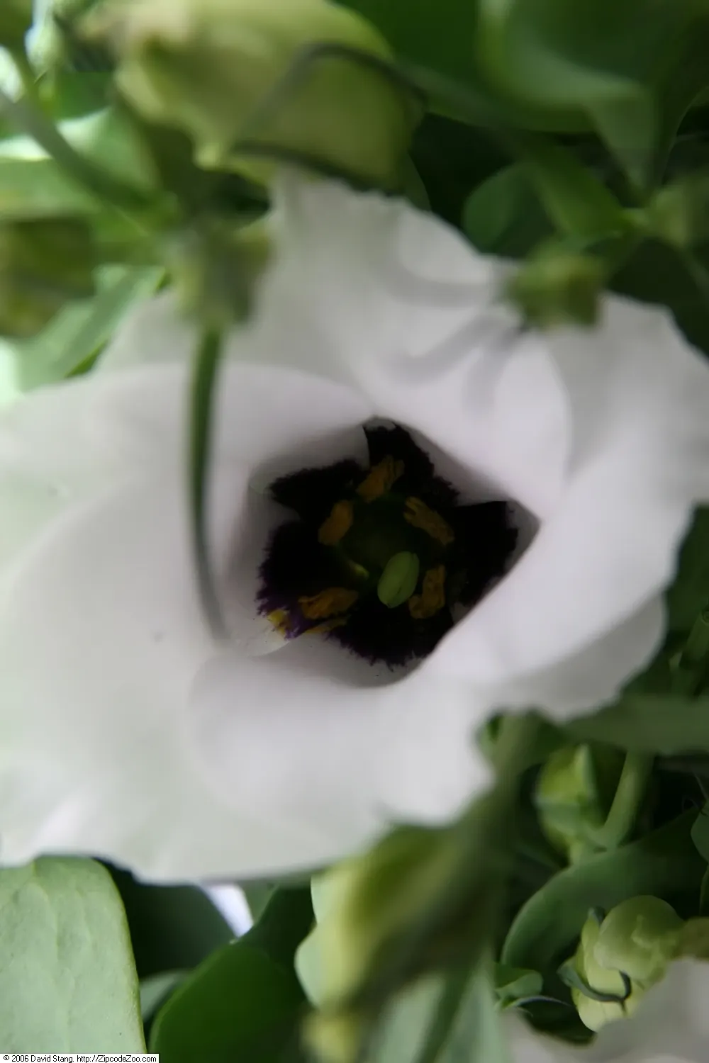 Lisianthus (Eustoma Grandiflorum) — scientifically known as Eustoma grandiflorum; water regularly to maintain moist soil but avoid overwatering as, image 72