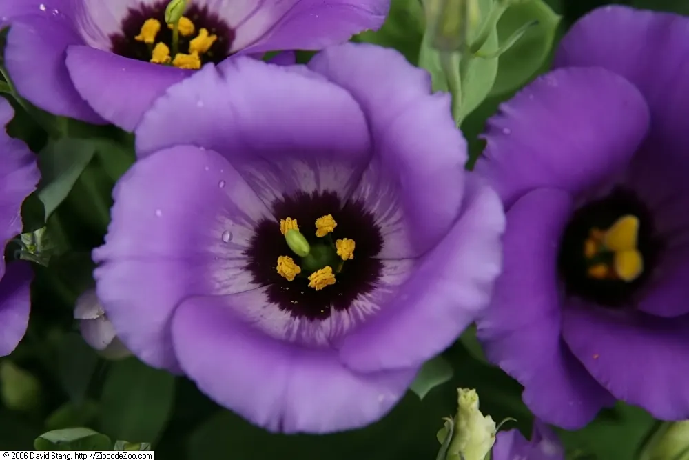 Lisianthus (Eustoma Grandiflorum) — Preferring full sun, this perennial (often grown as an annual) graces gardens with a long flowering period; the, image 48
