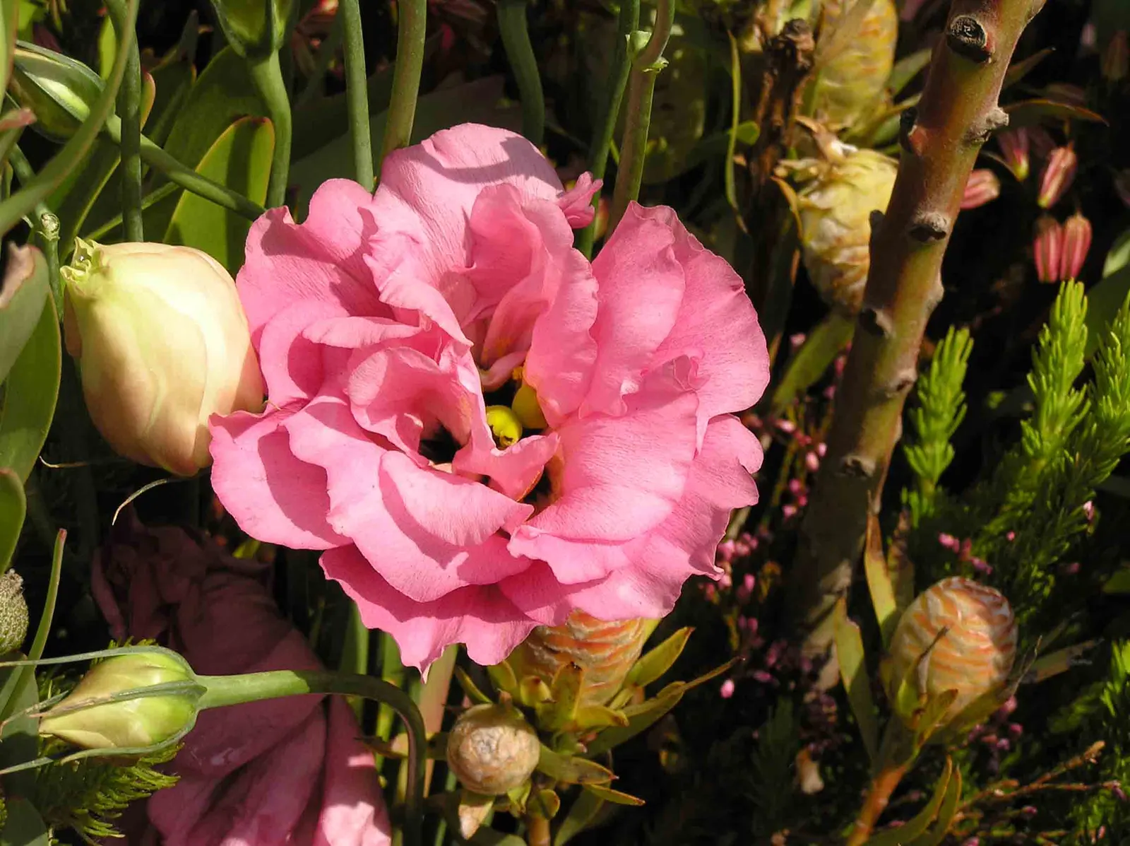 Lisianthus (Eustoma Grandiflorum) — With moderate maintenance