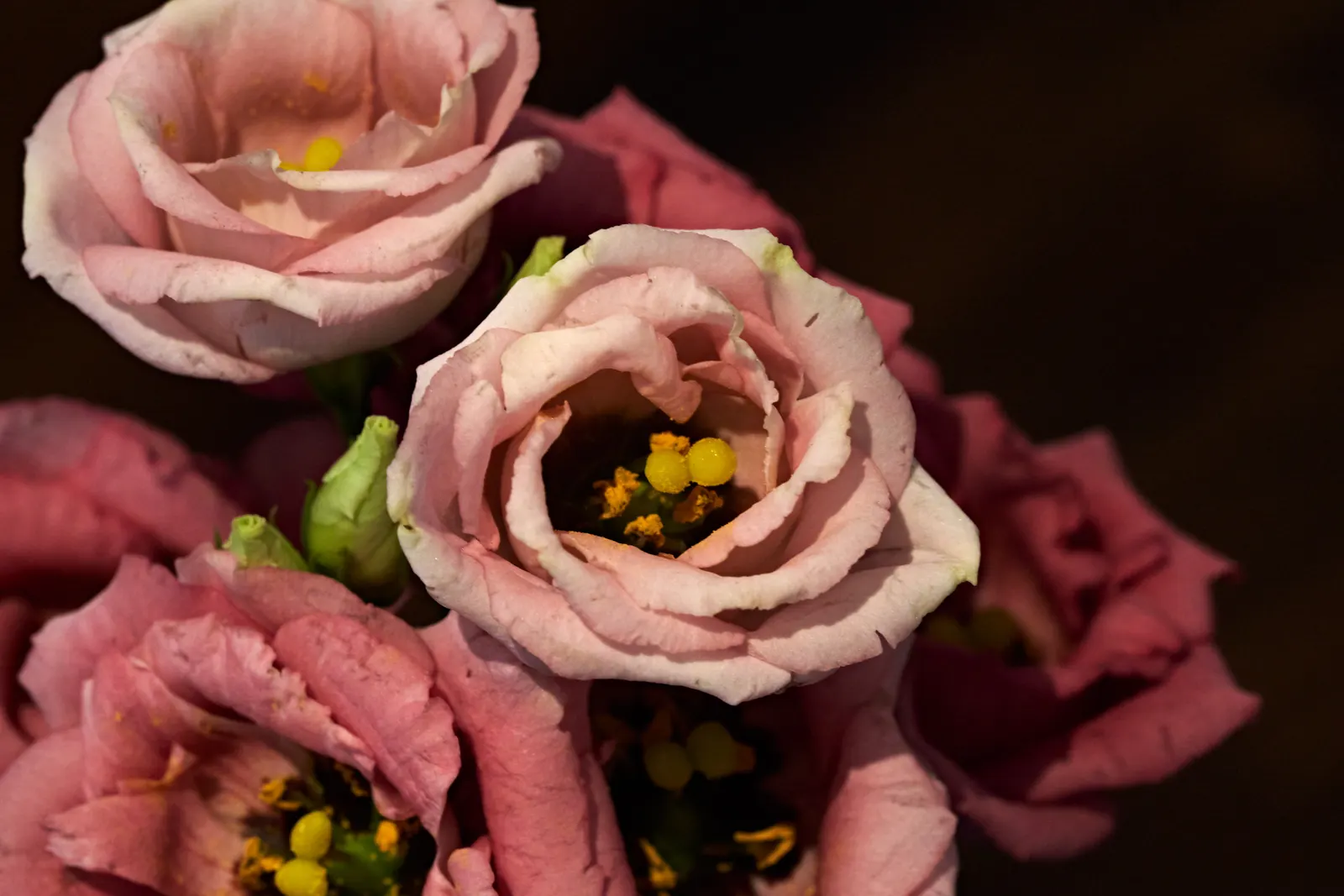 Lisianthus (Eustoma Grandiflorum) — The ruffled bell-shaped blooms, up to 3 inches across, sit atop slender stems reaching 1‚Äì3 feet in height